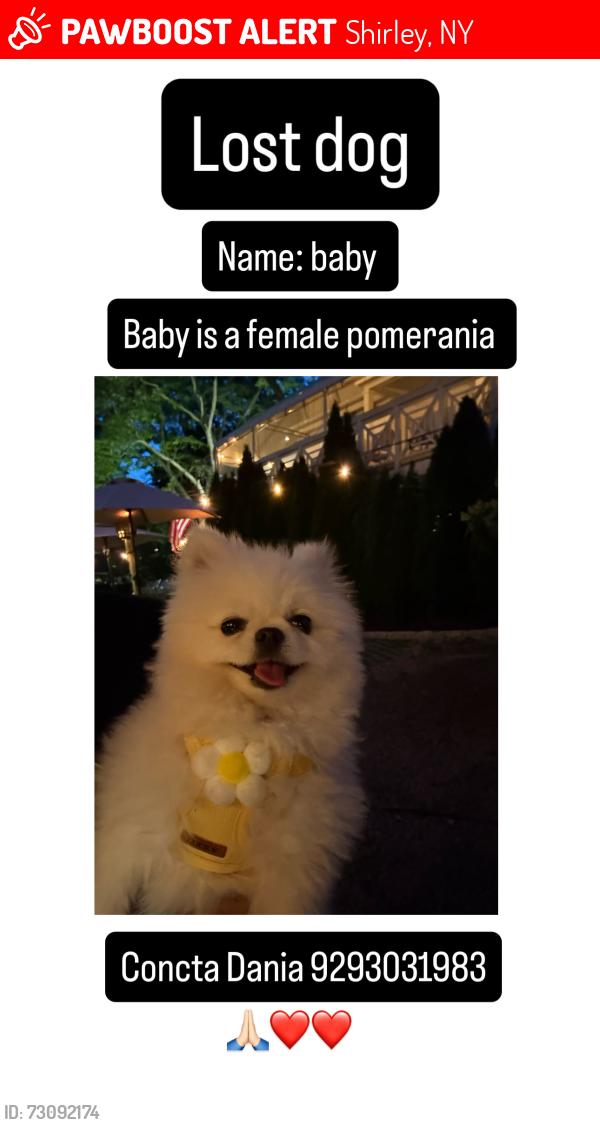 Lost Female Dog last seen Near Auborn ave Shirly, Shirley, NY 11967