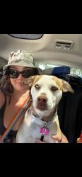 Reunited Female Dog last seen Park Ave & Soquel Dr, Soquel, CA 95073, USA, Soquel, CA 95073