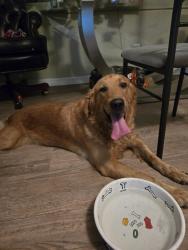 Found/Stray Female Dog last seen St George's Episcopal Church, South Bradenton, FL 34207