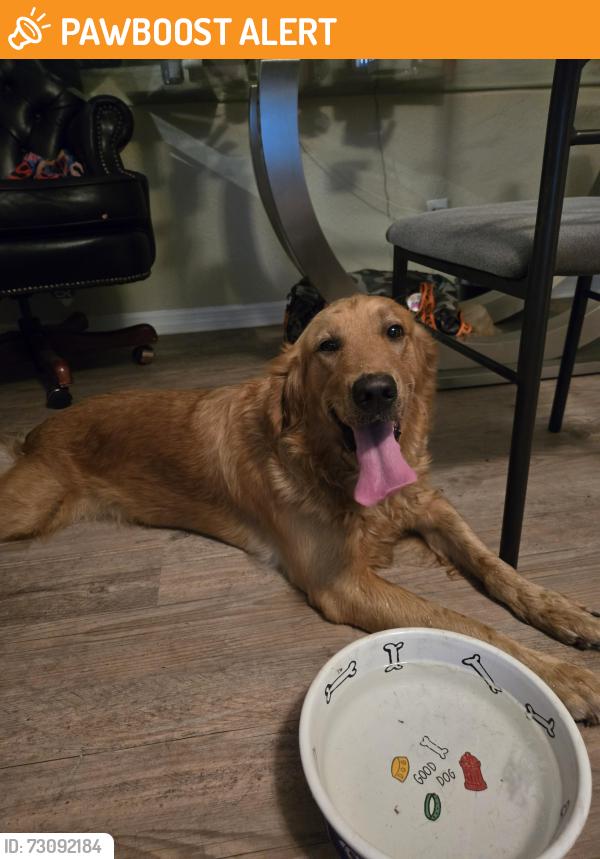 Found/Stray Female Dog last seen St George's Episcopal Church, South Bradenton, FL 34207