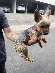 Found/Stray Male Cat last seen Beach Blvd, La Mirada, CA 90638