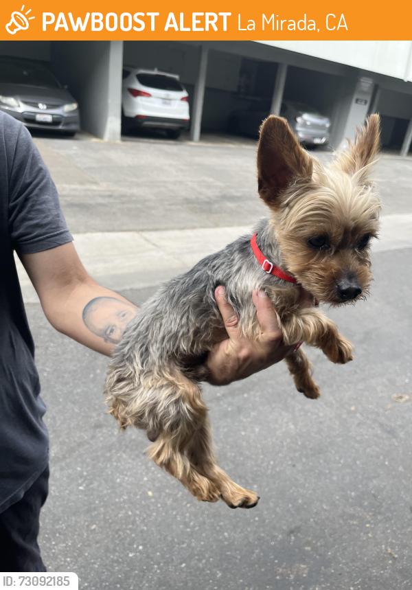 Found/Stray Male Cat last seen Beach Blvd, La Mirada, CA 90638