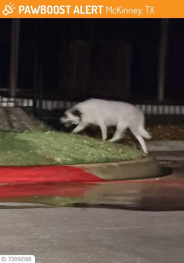 Found/Stray Unknown Dog last seen Hardin and Eldorado, McKinney, TX 75072