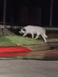 Found/Stray Unknown Dog last seen Hardin and Eldorado, McKinney, TX 75072