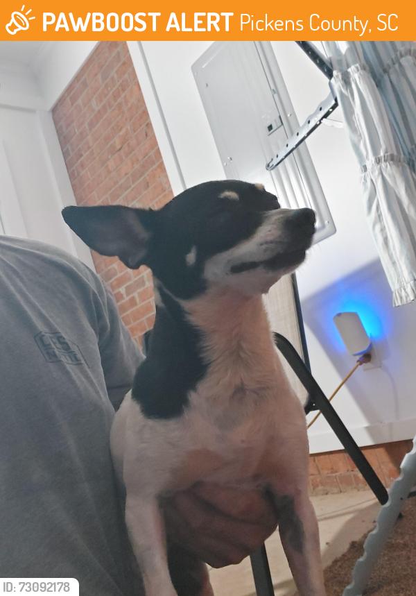 Found/Stray Female Dog last seen Near and dorr circle, Pickens County, SC 29640