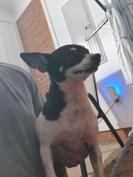 Found/Stray Female Dog last seen Near and dorr circle, Pickens County, SC 29640