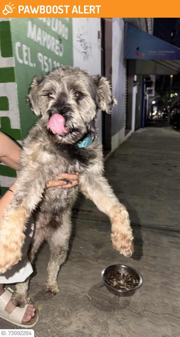 Found/Stray Male Dog last seen por la panificadora reforma, Oaxaca de Juárez, Oax. 68050