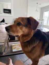 Lost Male Dog last seen Walnut drive Hartwell GA, Hart County, GA 30643