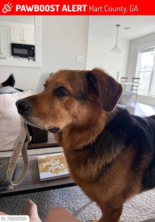 Lost Male Dog last seen Walnut drive Hartwell GA, Hart County, GA 30643