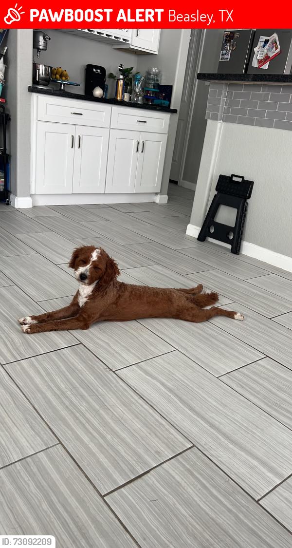 Lost Female Dog last seen Beasley Cemetery, Beasley, TX 77417