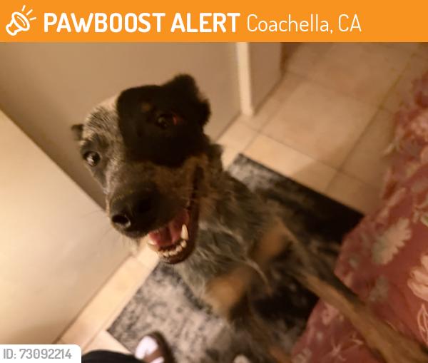 Found/Stray Female Dog last seen Avenue 50, Coachella, CA 92236