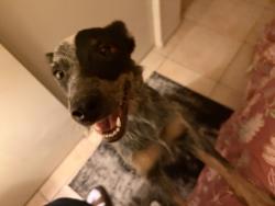Found/Stray Female Dog last seen Avenue 50, Coachella, CA 92236