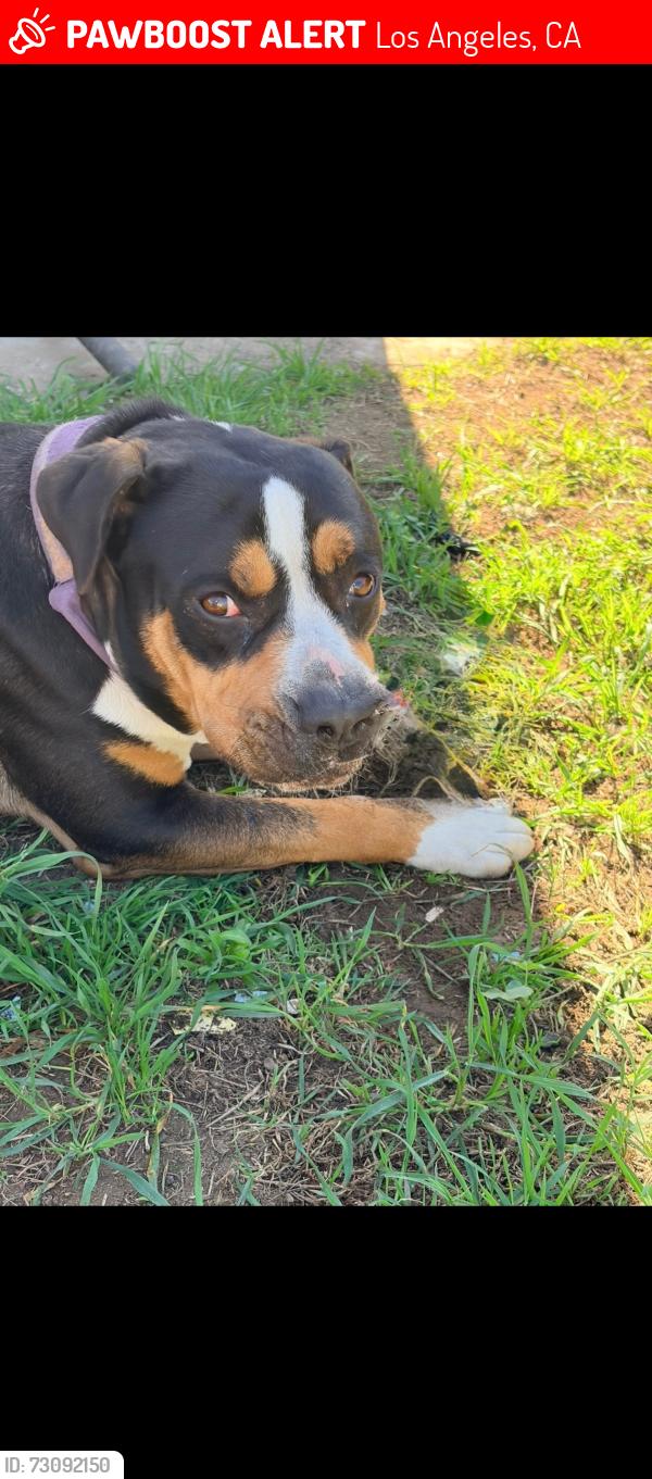 Lost Female Dog last seen Western & Carson st, Los Angeles, CA 90501