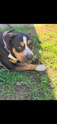 Lost Female Dog last seen Western & Carson st, Los Angeles, CA 90501