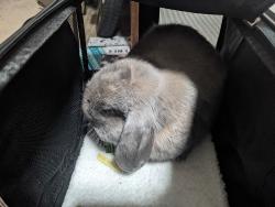 Found/Stray Unknown Rabbit last seen Naval Ave and 19th St, Bremerton, WA 98337