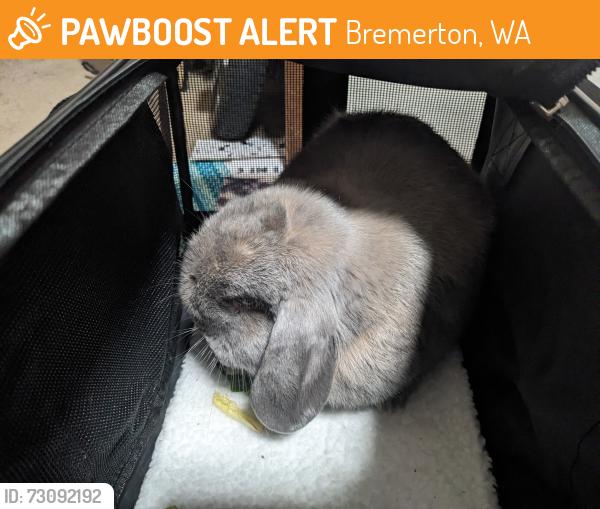 Found/Stray Unknown Rabbit last seen Naval Ave and 19th St, Bremerton, WA 98337