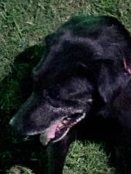 Found/Stray Male Dog last seen Marshall st, Sherman, TX 75090