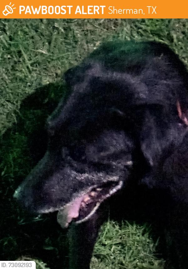 Found/Stray Male Dog last seen Marshall st, Sherman, TX 75090