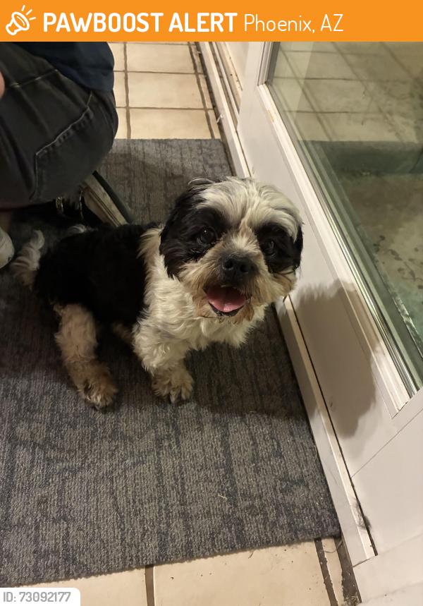Found/Stray Male Dog last seen 12th St and Alice., Phoenix, AZ 85020