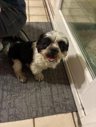 Found/Stray Male Dog last seen 12th St and Alice., Phoenix, AZ 85020