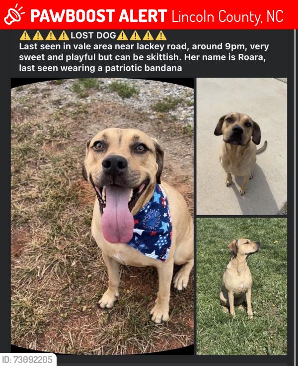 Lost Female Dog last seen At the car wash near lackey road, Lincoln County, NC 28168