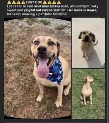 Lost Female Dog last seen At the car wash near lackey road, Lincoln County, NC 28168