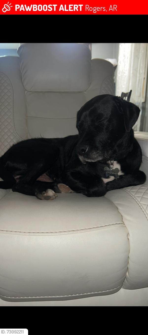 Lost Male Dog last seen Olrich & 11th street, Rogers, AR 72756