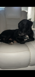 Lost Male Dog last seen Olrich & 11th street, Rogers, AR 72756