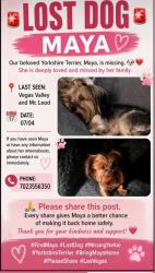 Lost Female Dog last seen Vegas Valley and mcleod, Las Vegas, NV 89121