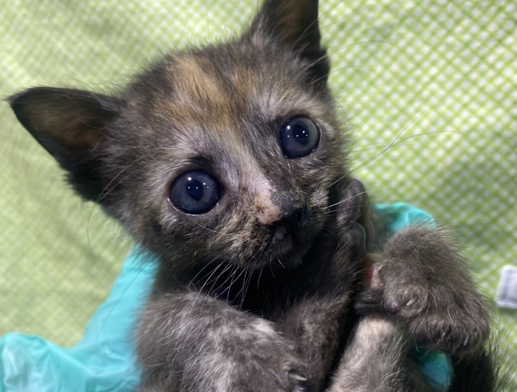 Shelter Stray Female Cat last seen Near 1/2 Willie James Jones Avenue, San Diego, CA, 92102, 5500 Gaines St, San Diego, CA 92110, USA