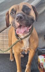 Shelter Stray Female Dog last seen Near Monroe Avenue, STATEN ISLAND, NY, 10301, 3139 Veterans Rd W, Staten Island, NY 10309, USA