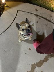 Found/Stray Male Dog last seen Near Shepherd and N De Wolf Ave, Clovis, CA 93619