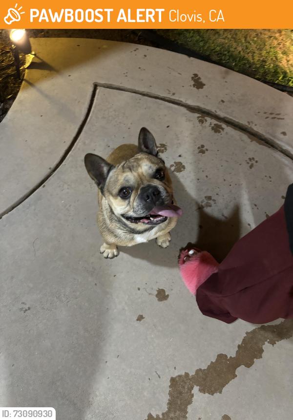 Found/Stray Male Dog last seen Near Shepherd and N De Wolf Ave, Clovis, CA 93619