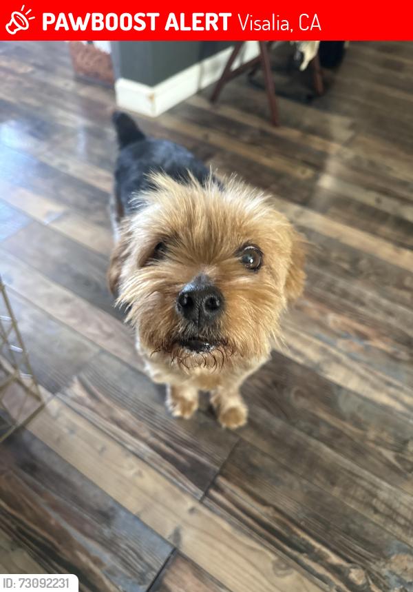 Lost Male Dog last seen County center and walnut, Visalia, CA 93277