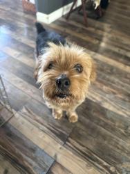 Lost Male Dog last seen County center and walnut, Visalia, CA 93277