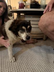 Reunited Male Dog last seen 5th ave and parkway Chula Vista, Chula Vista, CA 91910