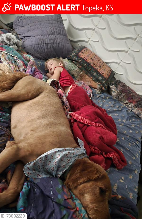 Lost Male Dog last seen 29th and arrowhead, Topeka, KS 66614