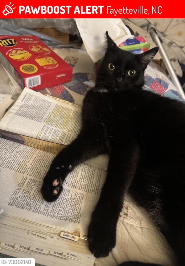 Lost Male Cat last seen Cricket rd, Fayetteville, NC 28306