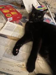 Lost Male Cat last seen Cricket rd, Fayetteville, NC 28306