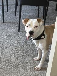 Lost Male Dog last seen Near the 7/11, Virginia Beach, VA 23462