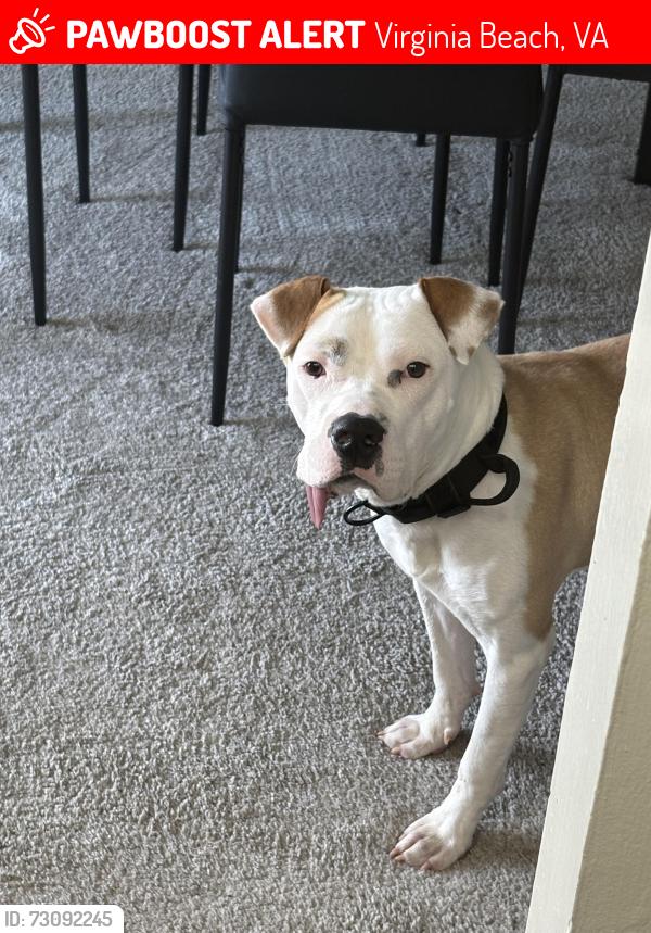 Lost Male Dog last seen Near the 7/11, Virginia Beach, VA 23462