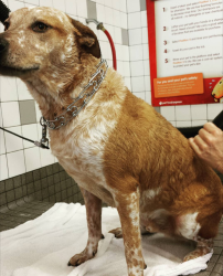 Reunited Male Dog last seen California seasons neighborhood, Pittsburg, CA 94565