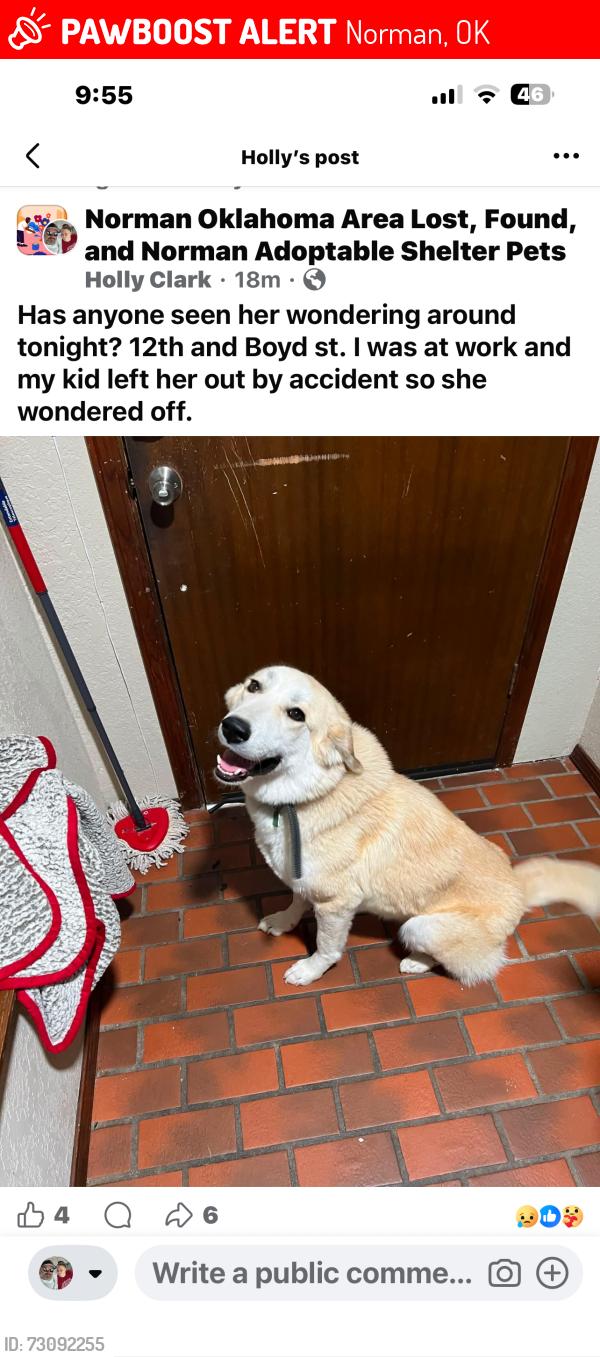 Lost Female Dog last seen 12th and Boyd, Norman, OK 73019