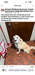 Lost Female Dog last seen 12th and Boyd, Norman, OK 73019