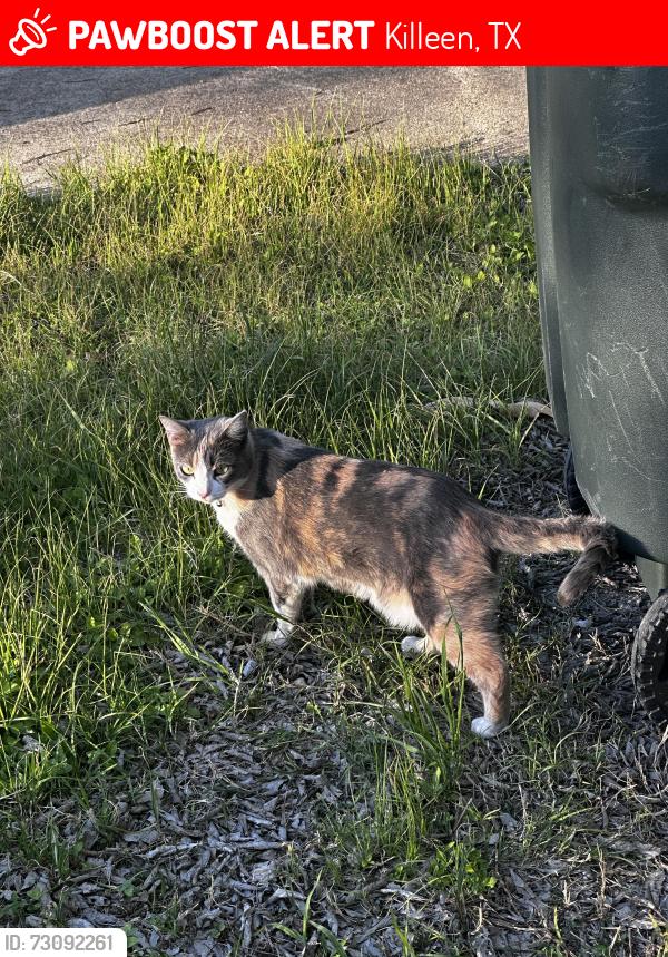 Lost Female Cat last seen Juvenile Detention Center, Killeen, TX 76543