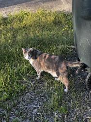 Lost Female Cat last seen Juvenile Detention Center, Killeen, TX 76543