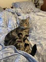 Lost Male Cat last seen La Cresta Ave btwn Hampel St and Wellington St, near Dimond Park, Oakland, CA 94602