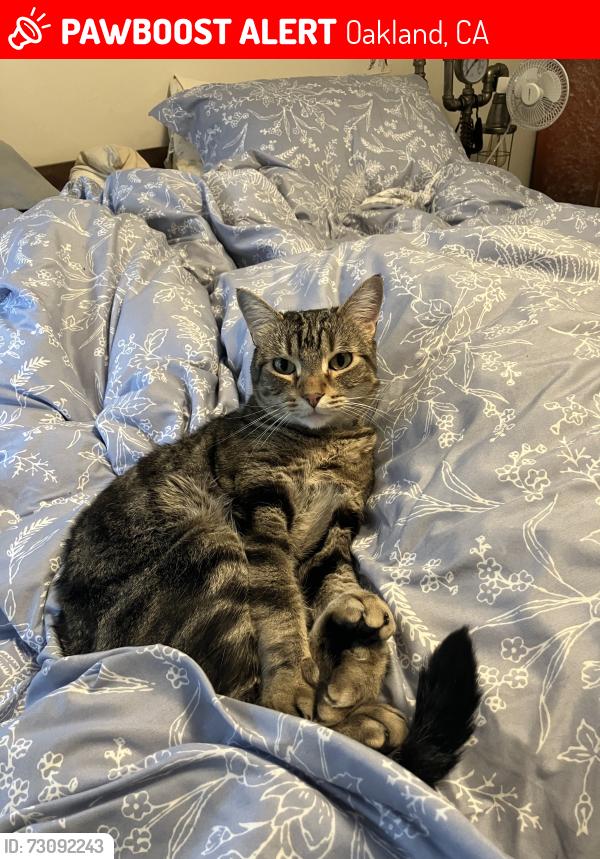 Lost Male Cat last seen La Cresta Ave btwn Hampel St and Wellington St, near Dimond Park, Oakland, CA 94602