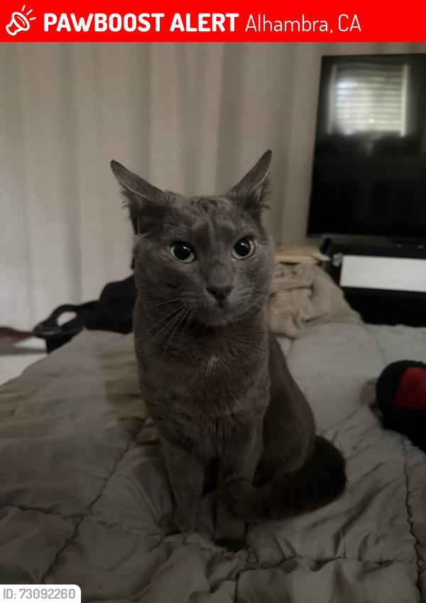 Lost Male Cat last seen In n out Alhambra, Alhambra, CA 91801