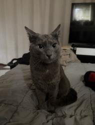 Lost Male Cat last seen In n out Alhambra, Alhambra, CA 91801
